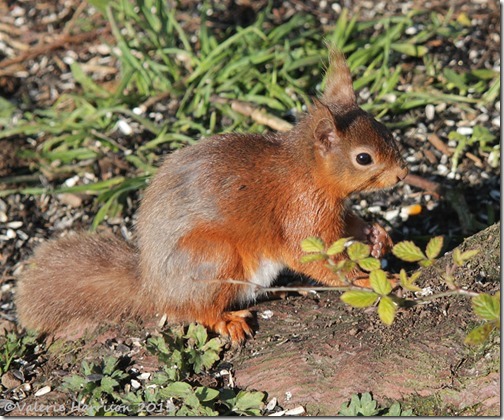 red-squirrel-9