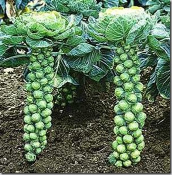 growing-brussels-sprouts growing-brussels-sprouts