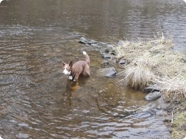 holly in the river