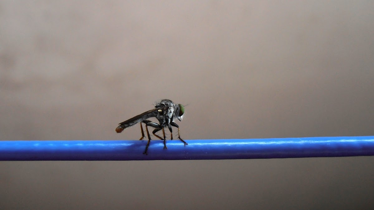 Robber fly?