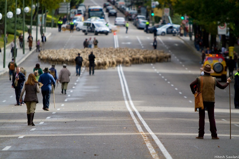 Runaway Sheep