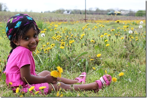 Dandelions 075