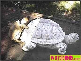 [funny-pictures-horny-turtle-0gi%255B2%255D.jpg]