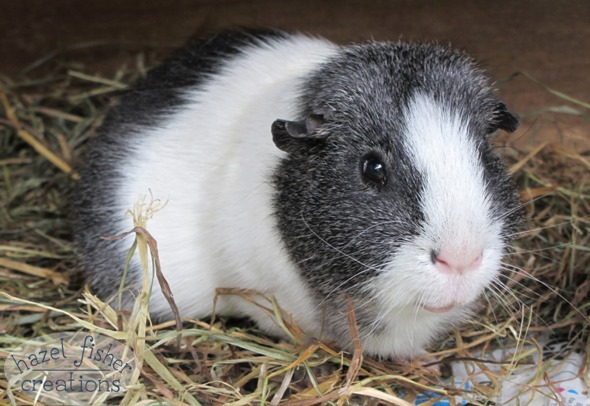 2015 March 6 Basil guinea pig photo hazel fisher creations
