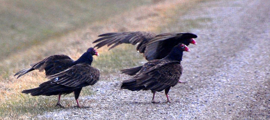 [DSC_3917%255B3%255D.jpg]