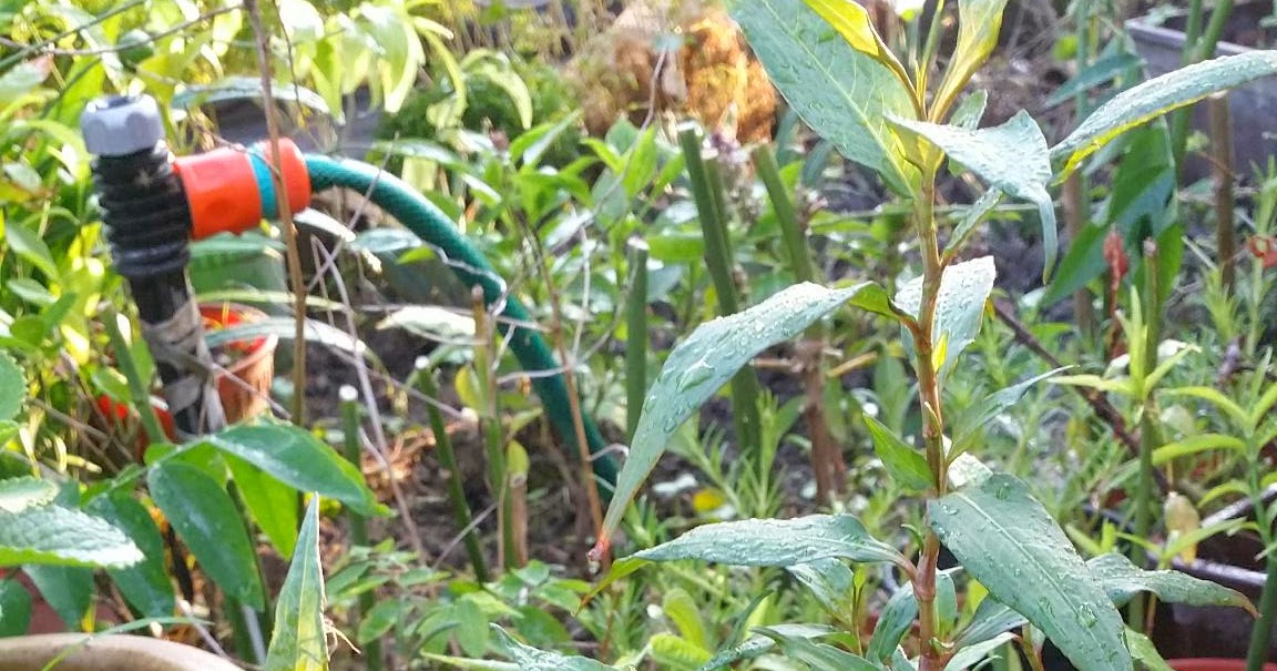 Resep Ayam Percik Kelantan - Pewarna o