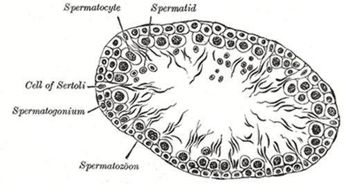proses spermatogenesis
