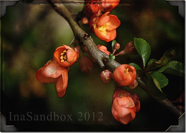 Quince-with-textures-and-frame-for-web