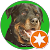 German Rottweiler German Rottweiler