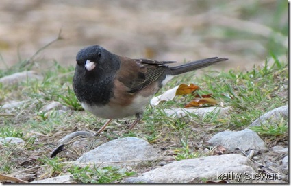 Dark-eyed Junco