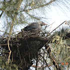 House Crow chick
