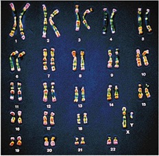 human male karyotype