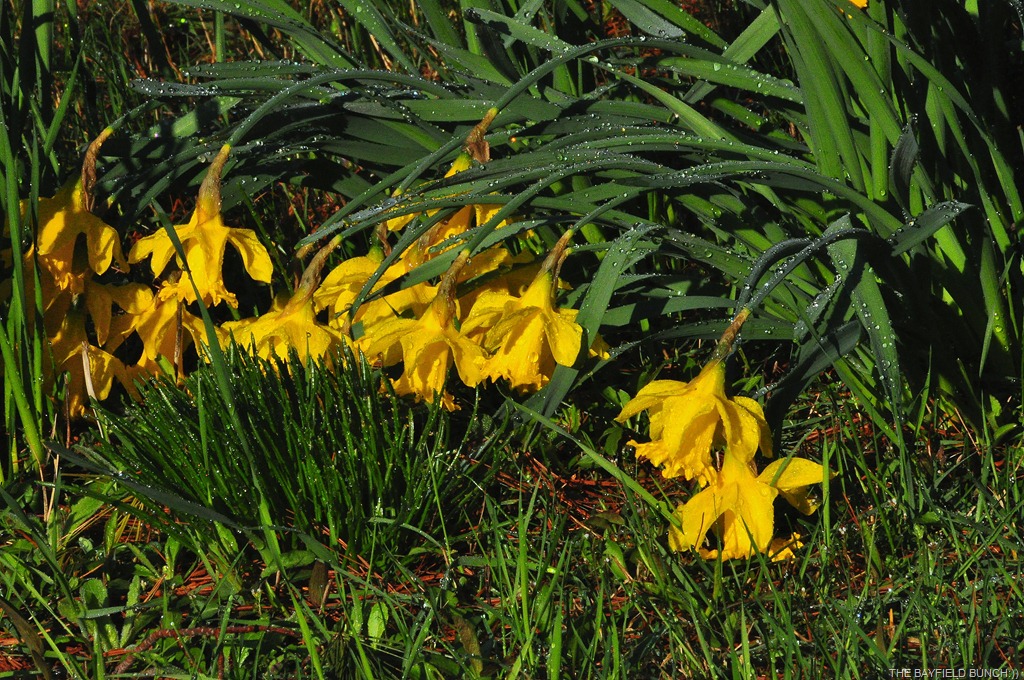 [DSC_0005%255B4%255D.jpg]