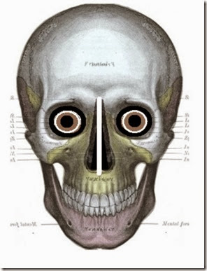 skull 6