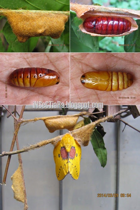 Kokon ngengat Trabala ganesha mempunyai bentuk yang tidak bulat dimana di dalamnya terdapat kepompongnya. Ukuran kokonnya sendiri bervariasi ya. Ada yang berukuran cukup kecil yang mungkin berisi ngengat-ngengat jantan.
