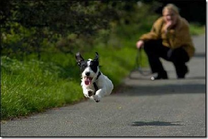 perros divertidos (6)