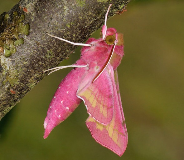 Pink Elephant Hawk Moth