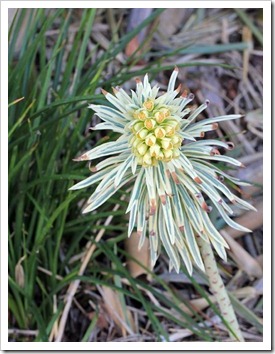 130225_Euphorbia-characias-Tasmanian-Tiger_01