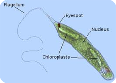 eyespot in Euglena