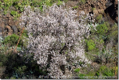 7550 El Aserrador-Vega Acusa(Almendro) 7550 El Aserrador-Vega Acusa(Almendro)
