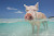 The Swimming Pigs of Big Major Cay, Bahamas