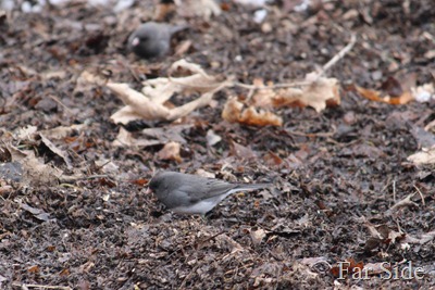Juncos are here