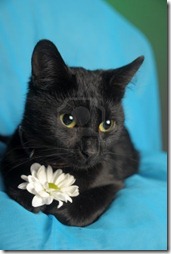 11177736-black-cat-with-a-white-flower