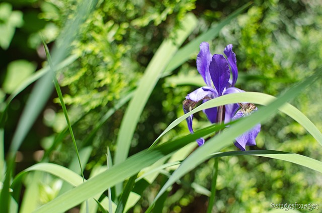Siberian Irises in Bloom | personallyandrea.com