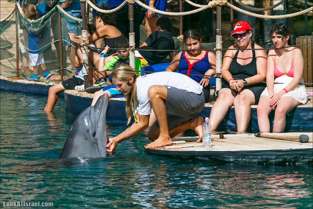 LookAtIsrael.com - Фото путешествия по Израилю | Дельфиний риф в Эйлате. Дельфинарий | Dolphins reef in Eilat | דולפינריום באילת