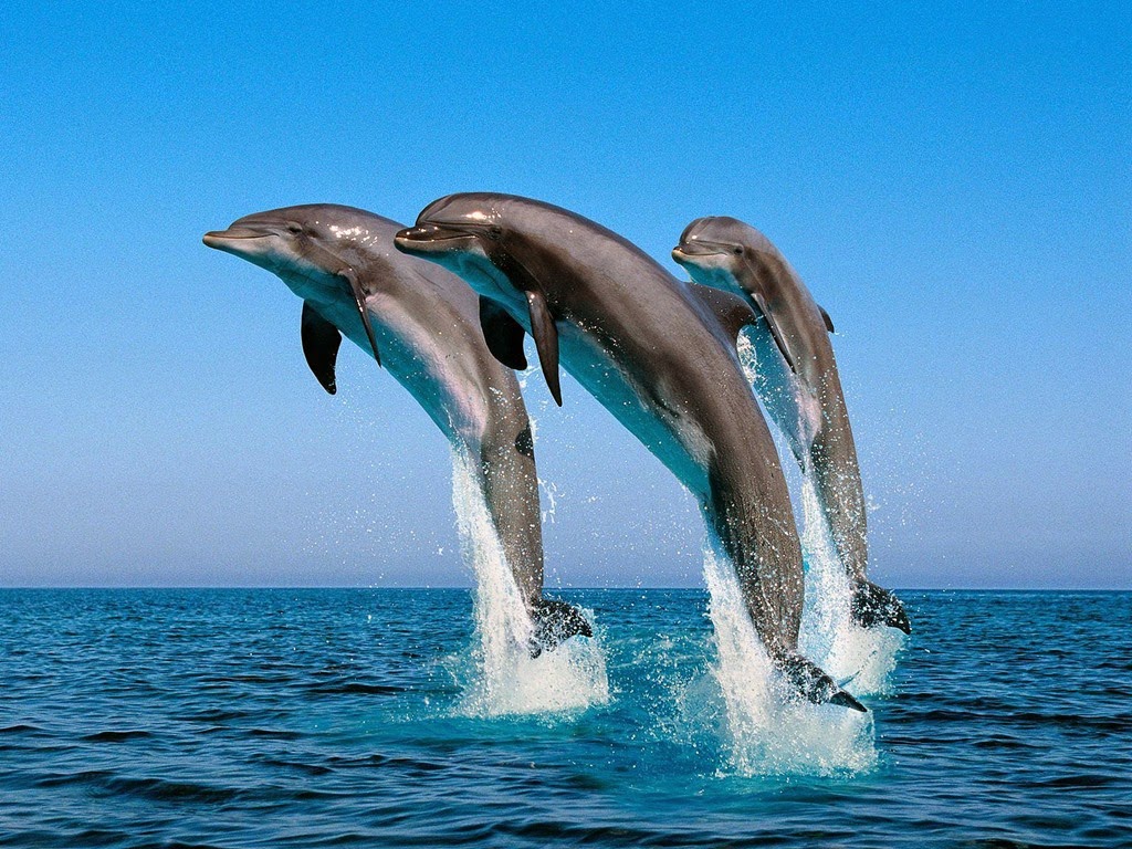 [dolphins%255B4%255D.jpg]