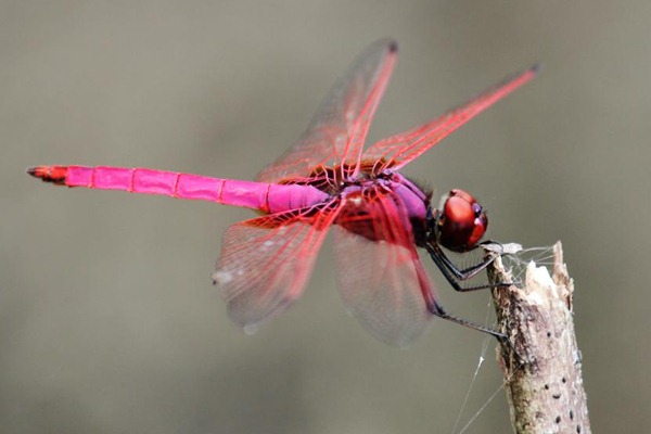 Pink Dragonflies 04