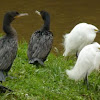 Biguás (Olivaceous Cormorants) e Garças brancas pequenas (Snowy Egrets)