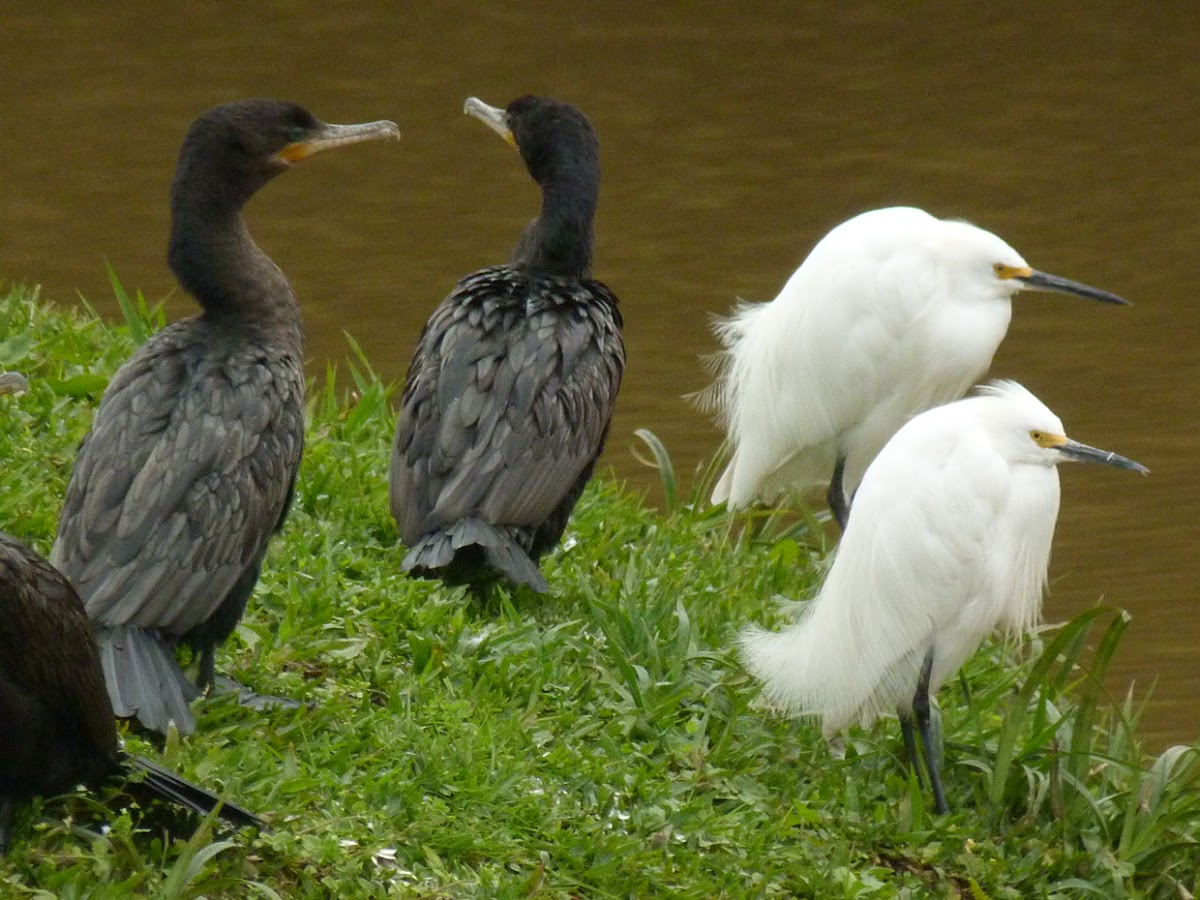Biguás (Olivaceous Cormorants) e Garças brancas pequenas (Snowy Egrets)