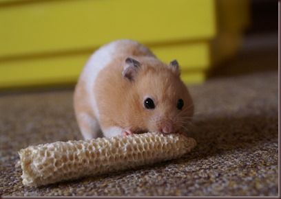 Amazing Animals Pictures Hamster (7)