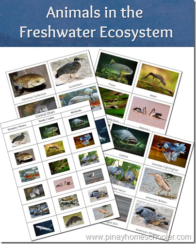 FREE Animals Printable in the Freshwater Ecosystem