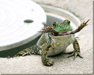 frog-eat-frog_1823514i