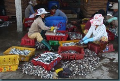 sorting the catch