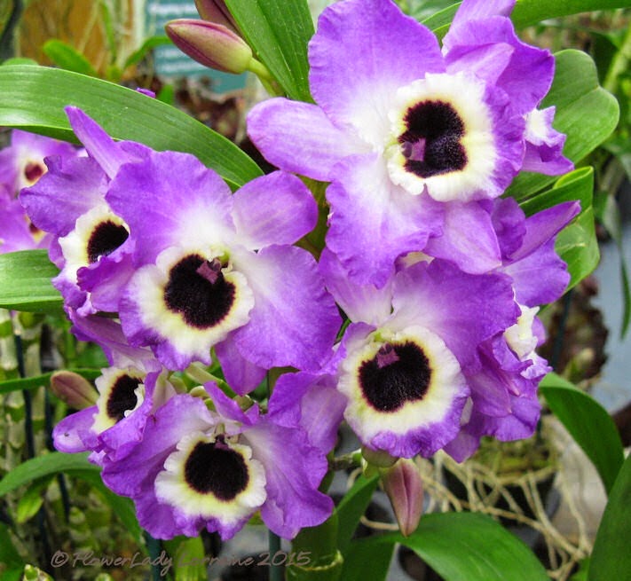[02-08-orchids5%255B4%255D.jpg]