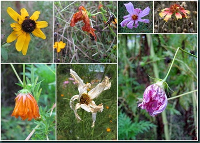wildflowers collage927