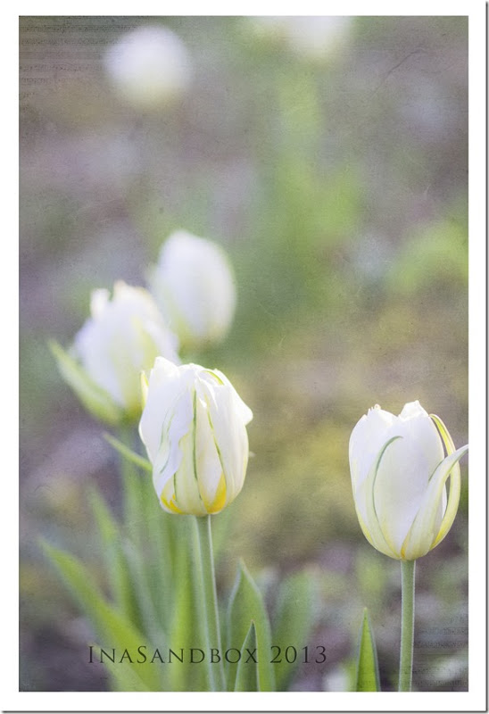 white tulips in front garden with kkawaken texture