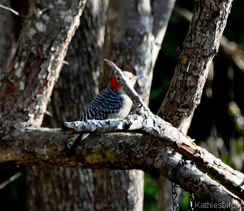 7. red-bellied woodpecker-kab
