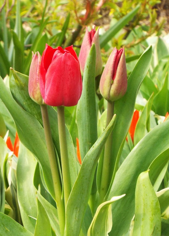 [tulips1%255B1%255D.jpg]