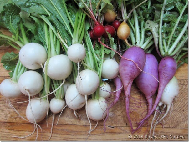 turnips&radishes