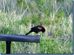 IMG_4344 Bronte Creek Provincial Park Red-winged Blackbird