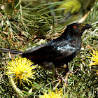 Spangled Drongo