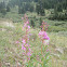 Fireweed