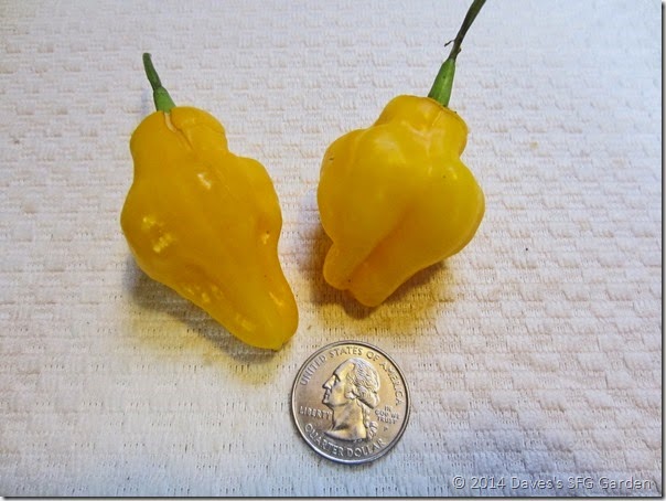 Two_Trinidad_peppers