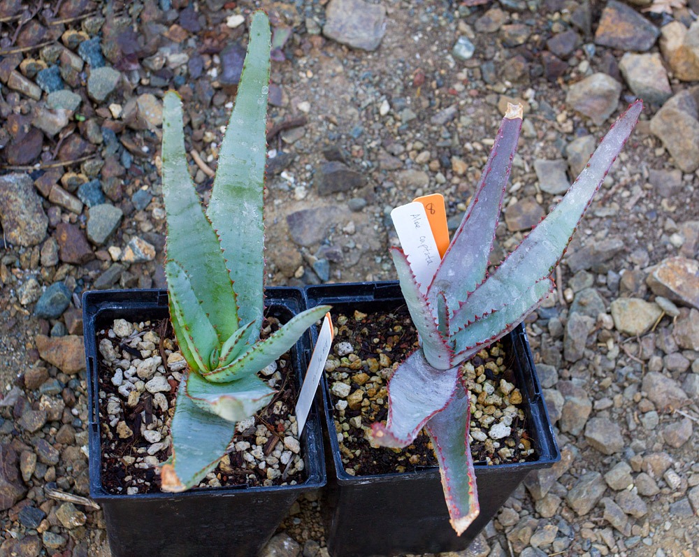 [121013_RBG_Aloe-capitata-2x_02%255B7%255D.jpg]