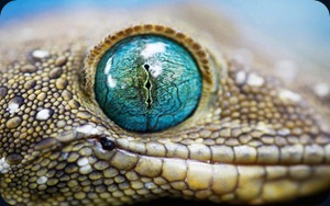 snake-by-Roeselien-Raimond5 snake-by-Roeselien-Raimond5