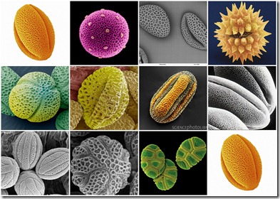 pollen and seeds